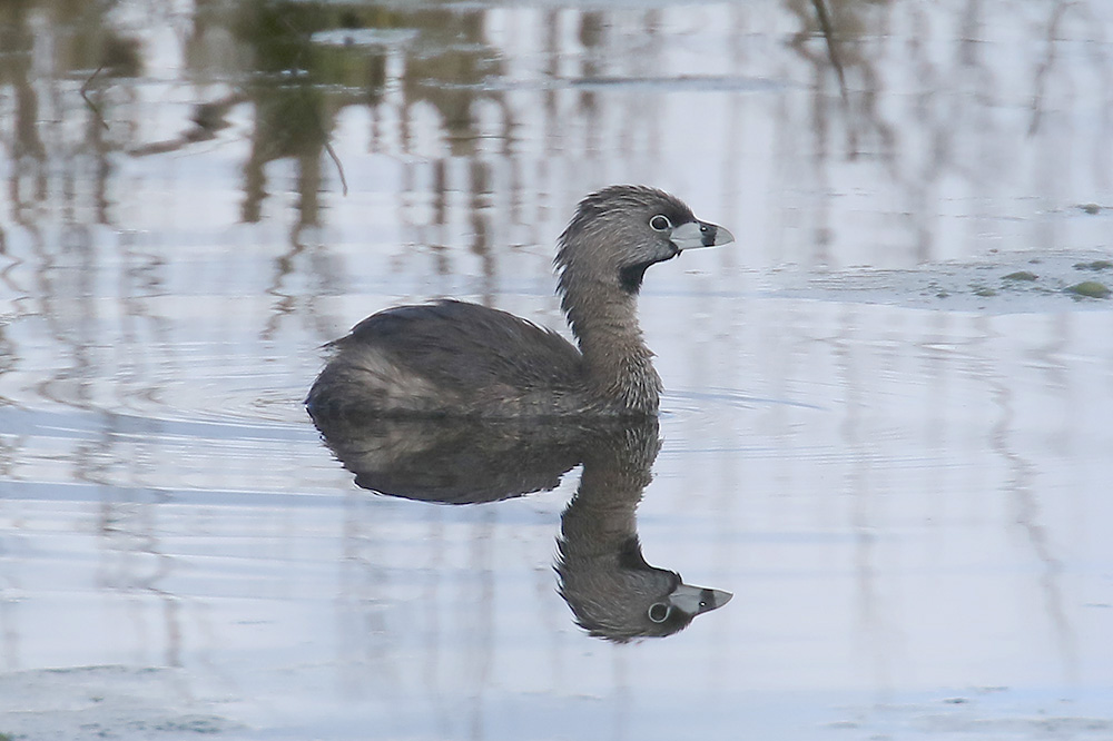 Pied-billed Grebe by Mick Dryden