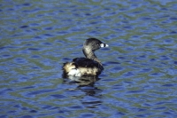 Pied billed Grebe by Mick Dryden