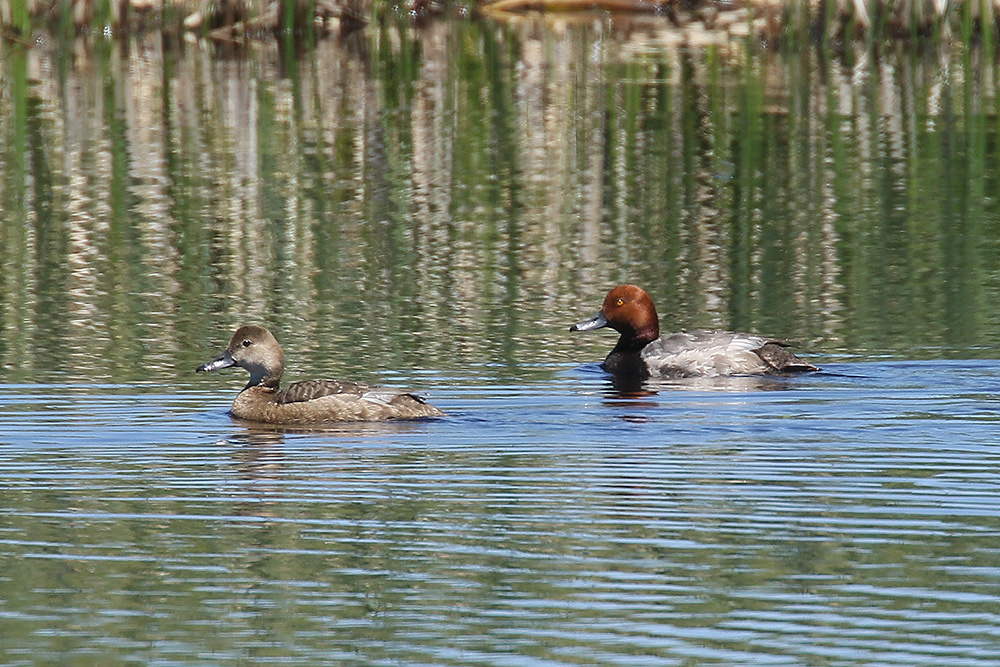 Redhead by Mick Dryden