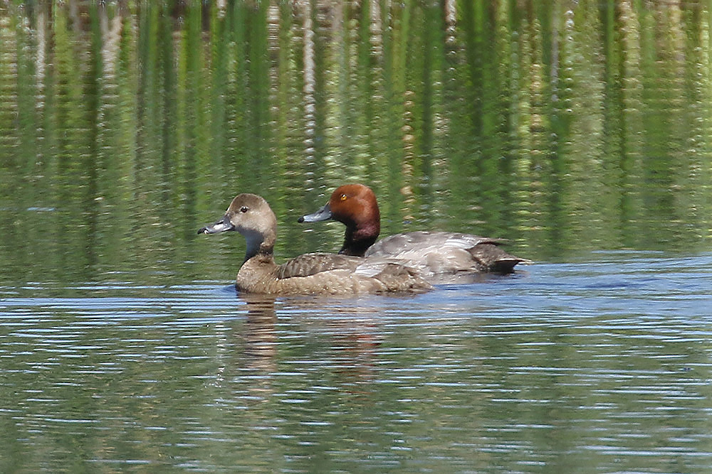 Redhead by Mick Dryden