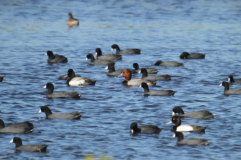 Redhead by Mick Dryden