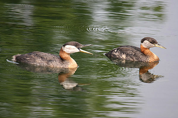 Red-necked Grebe by Mick Dryden