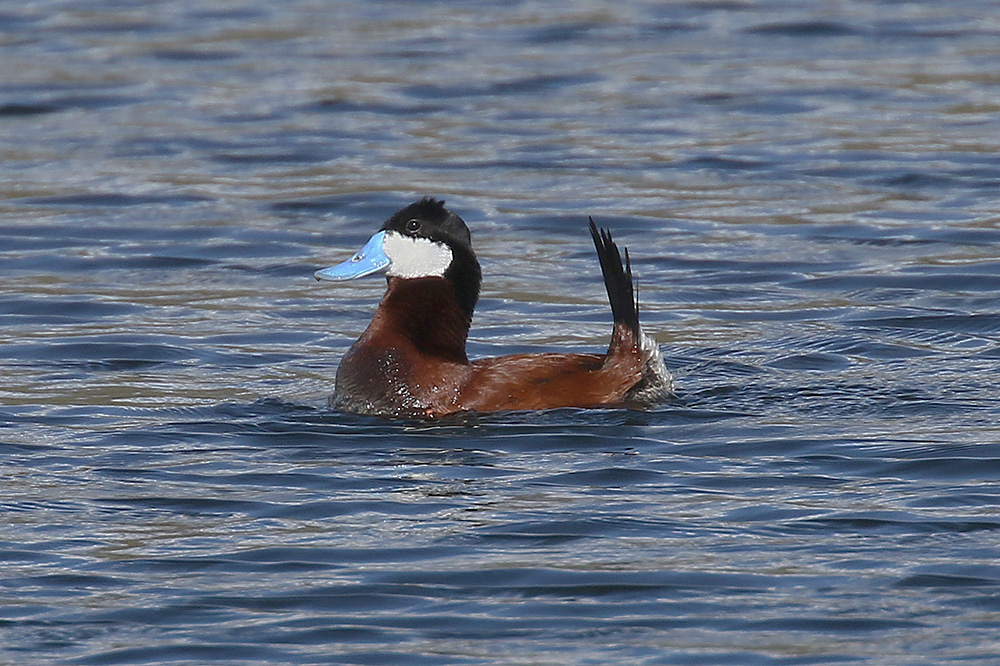 Ruddy Duck by Mick Dryden