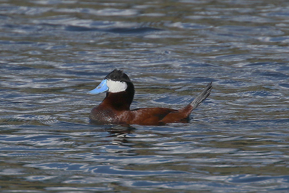 Ruddy Duck by Mick Dryden