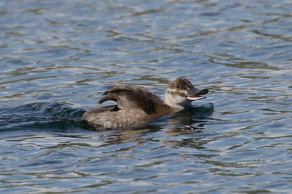 Ruddy Duck by Mick Dryden