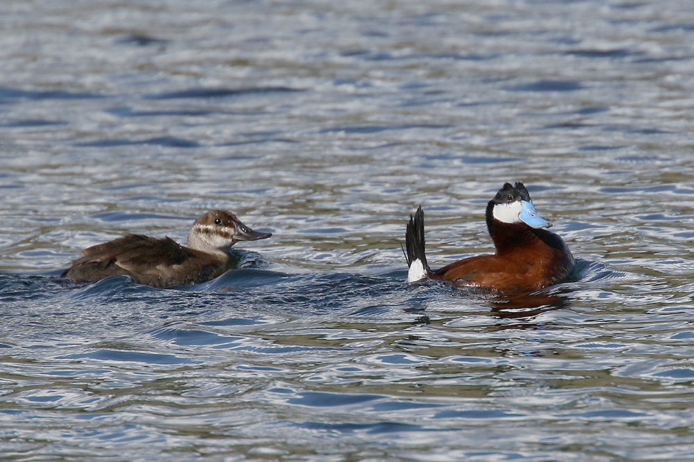 Ruddy Duck by Mick Dryden