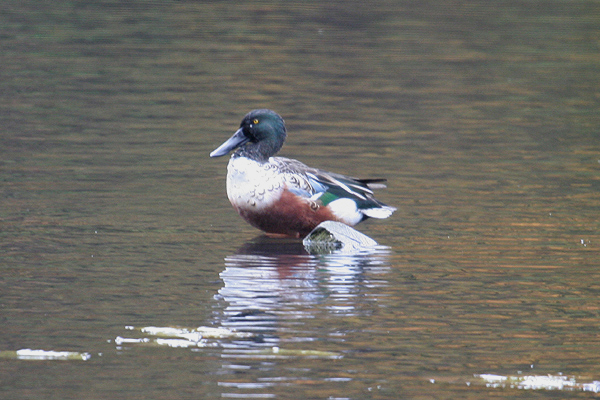 Northern Shoveler by Mick Dryden