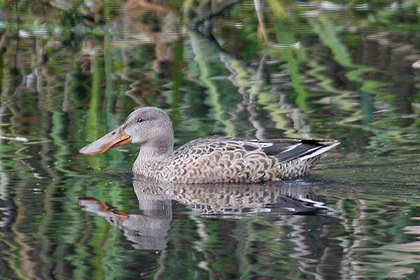 Northern Shoveler by Mick Dryden