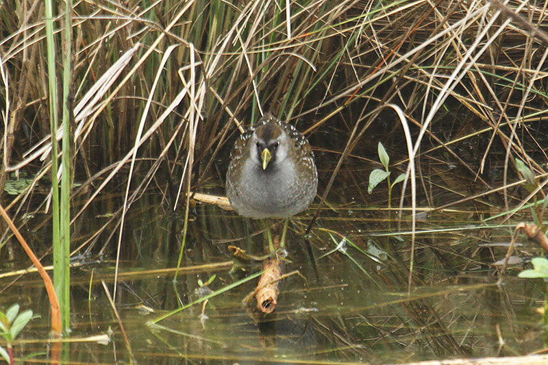 Sora Rail by Mick Dryden