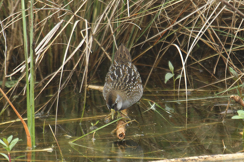 Sora Rail by Mick Dryden
