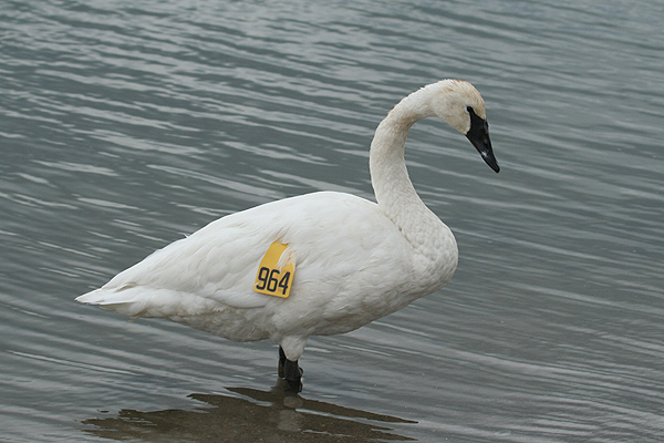 Trumpeter Swan by Mick Dryden