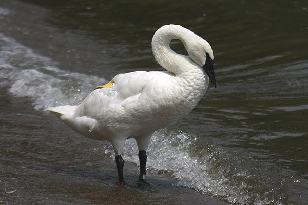 Trumpeter Swan by Mick Dryden