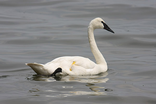 Trumpeter Swan by Mick Dryden