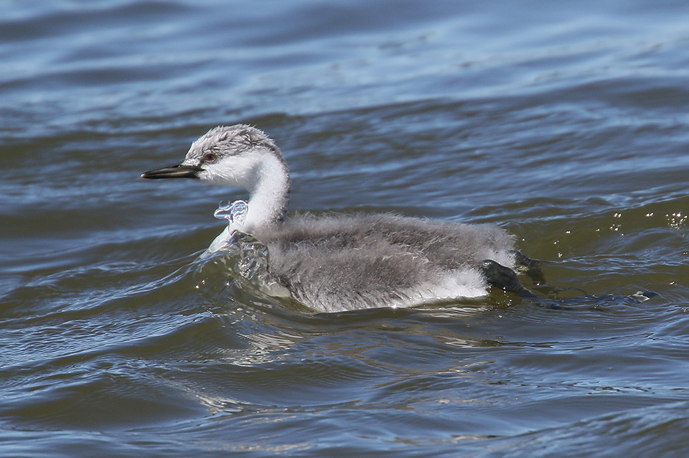 Western Grebe by Mick Dryden