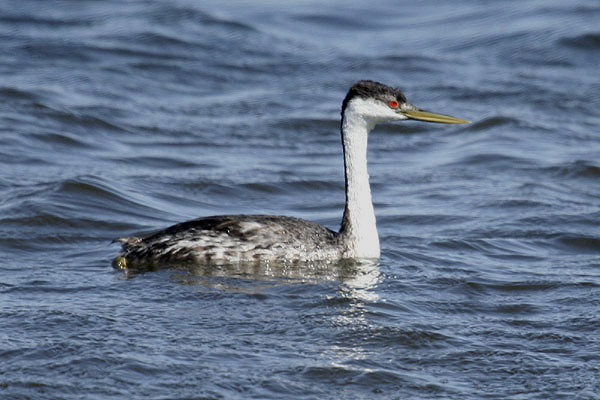 Western Grebe by Mick Dryden