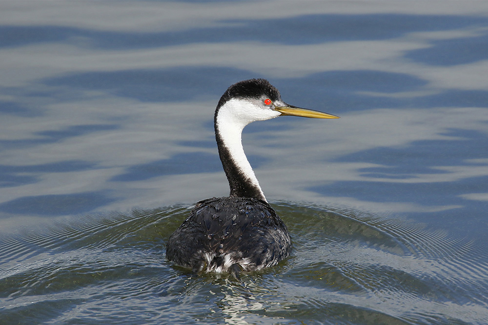 Western Grebe by Mick Dryden