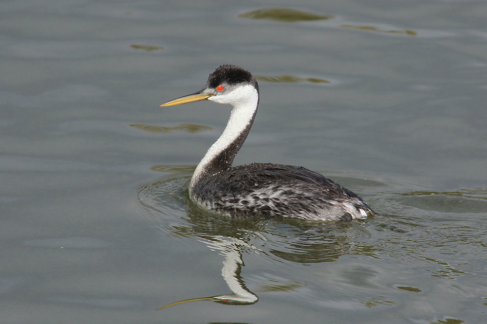 Western Grebe by Mick Dryden