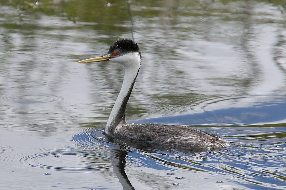 Western Grebe by Mick Dryden