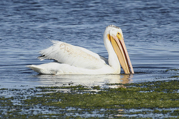 American White Pelican by Mick Dryden