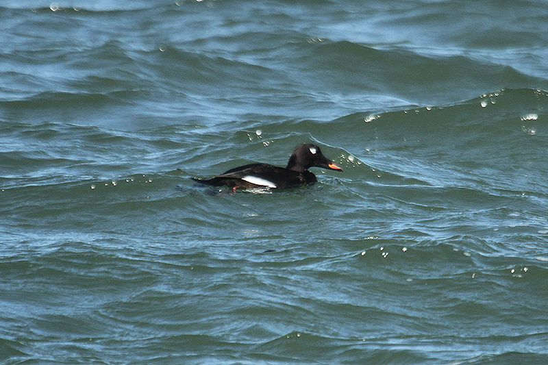 White-winged Scoter by Mick Dryden
