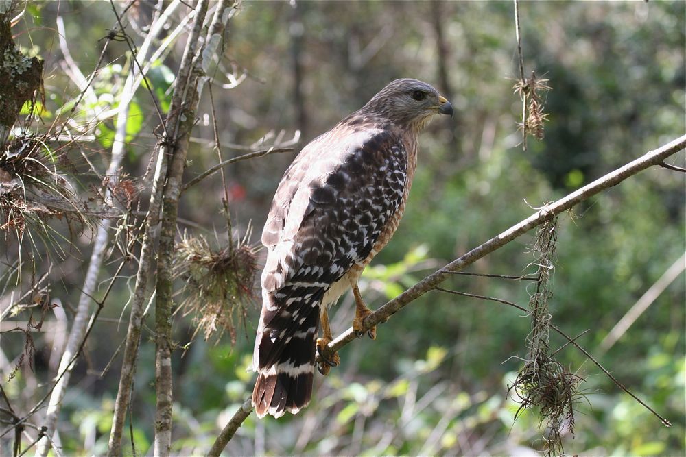 Red-shouldered Hawk