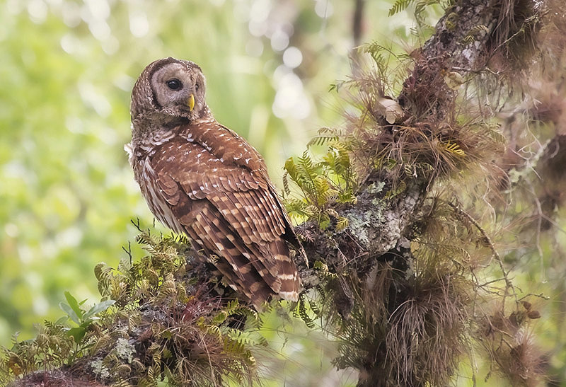 Barred Owl by Kris Bell