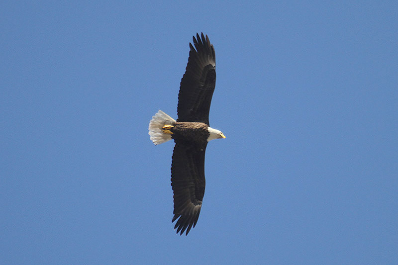 Bald Eagle by Mick Dryden