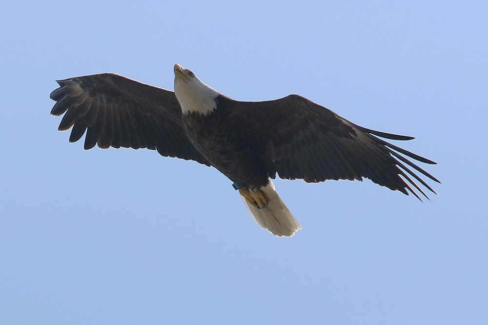 Bald Eagle by Mick Dryden
