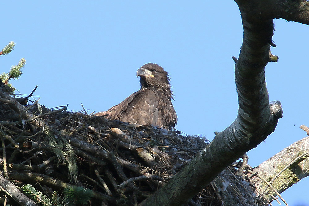 Bald Eagle by Mick Dryden