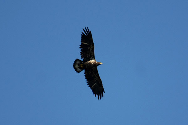 Bald Eagle by Mick Dryden