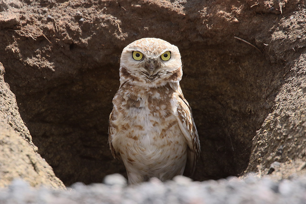 Burrowing Owl by Mick Dryden