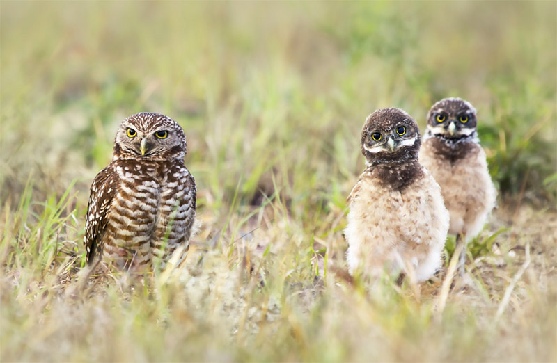 Burrowing Owls by Kris Bell