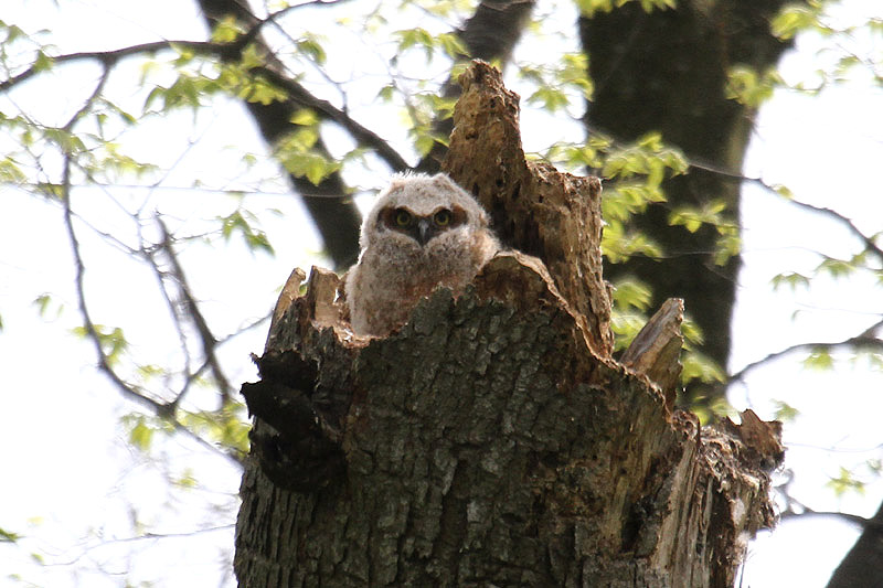 Great Horned Owl by Mick Dryden