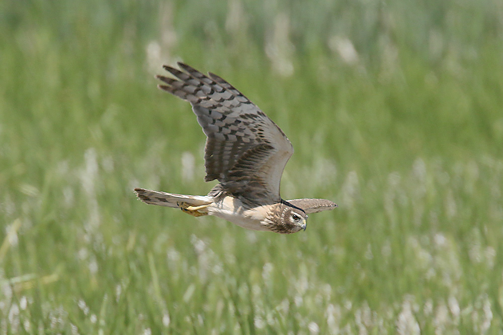 Northern Harrier by Mick Dryden