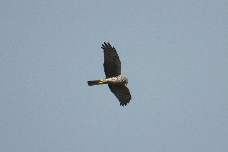Northern Harrier by Mick Dryden