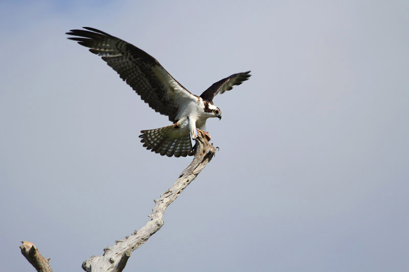 Osprey by Miranda Collett