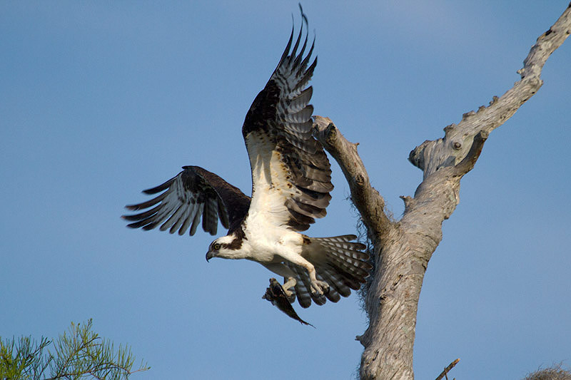 Osprey by Miranda Collett