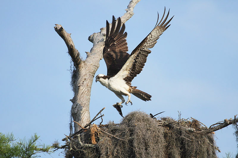 Osprey by Miranda Collett