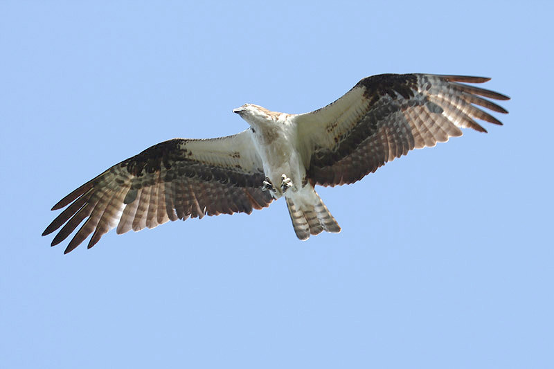 Osprey by Miranda Collett