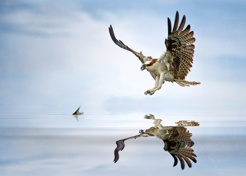 Osprey by Kris Bell