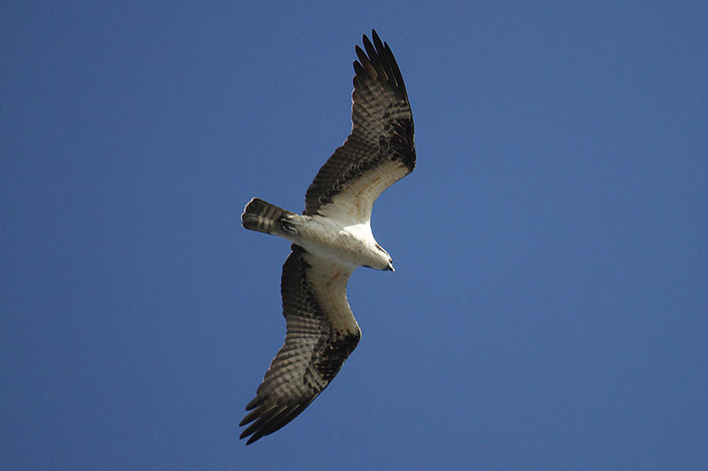 Osprey by Mick Dryden