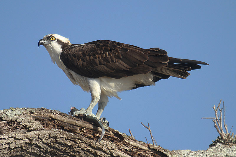 Osprey by Mick Dryden