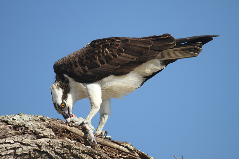 Osprey by Mick Dryden