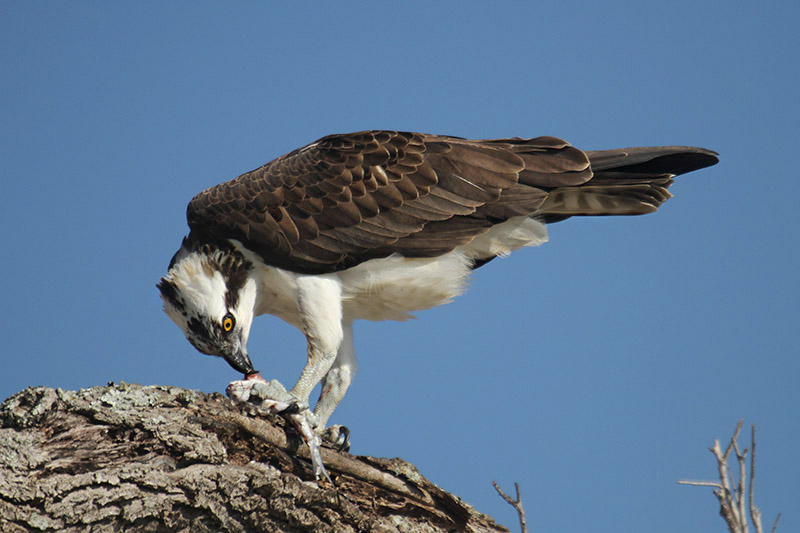 Osprey by Mick Dryden