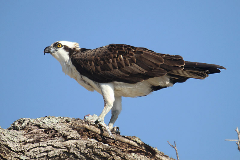 Osprey by Mick Dryden