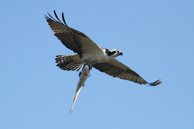 Osprey by Mick Dryden