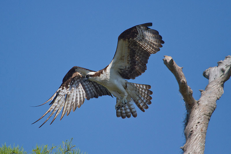 Osprey by Miranda Collett