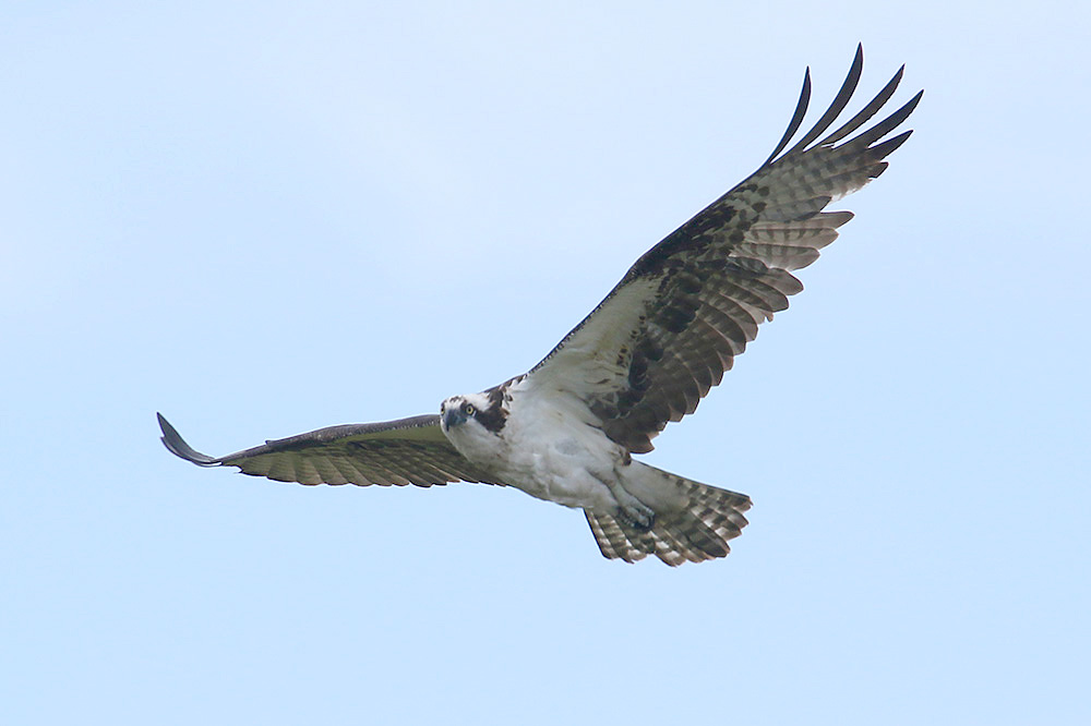 Osprey by Mick Dryden