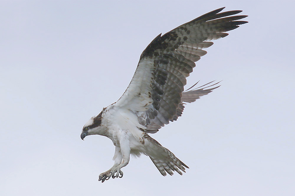 Osprey by Mick Dryden