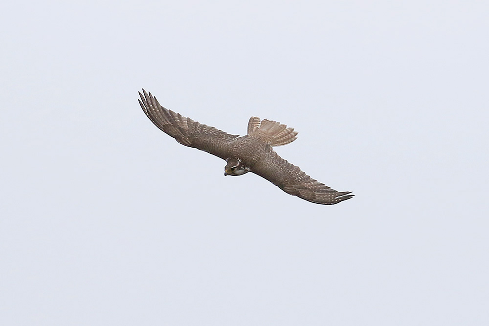 Prairie Falcon by Mick Dryden